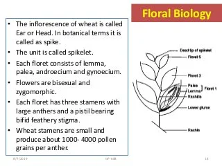 Description of the wheat table-Cordis-site